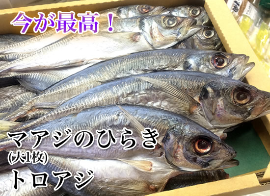 マアジのひらき 大1枚 トロアジ あじ 鯵 アジ ひらき 脂ののった ご飯にピッタリ トロアジ マアジ